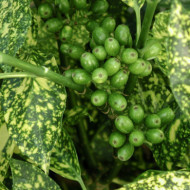 Aucuba japonica 'Crotonifolia'
