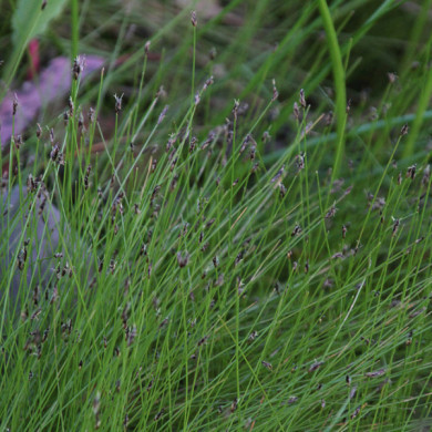 Eleocharis acicularis