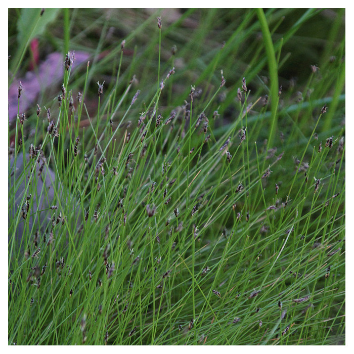 Eleocharis acicularis