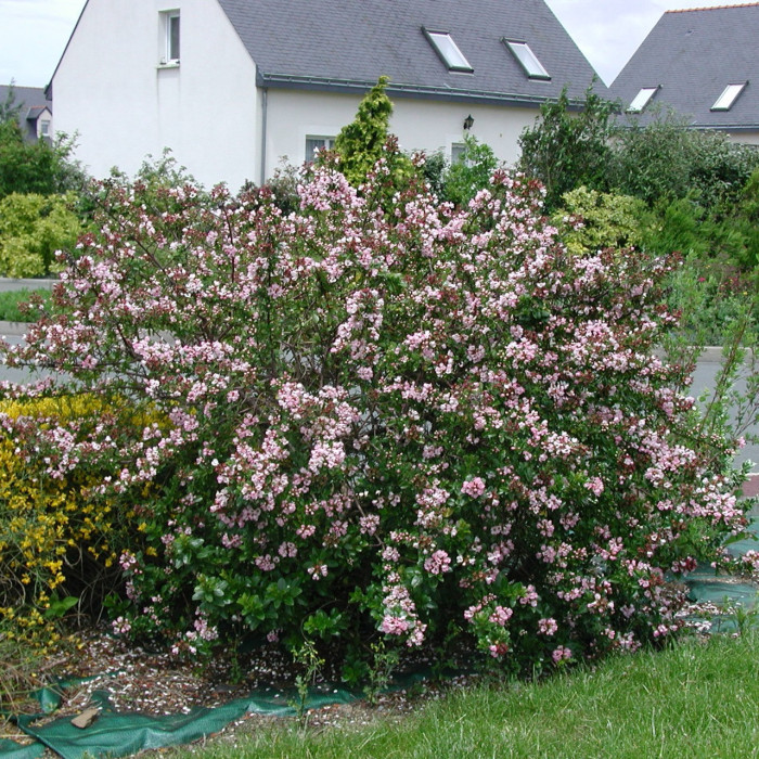 Escallonia 'Apple Blossom'