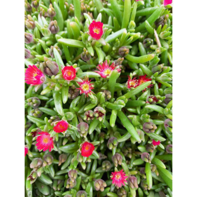 Delosperma 'Dsaa13-1' JEWEL OF DESERT GRENADE