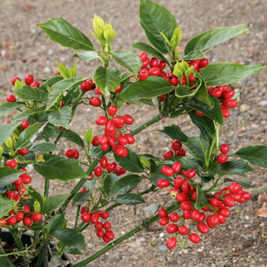 Aucuba japonica 'Rozannie'