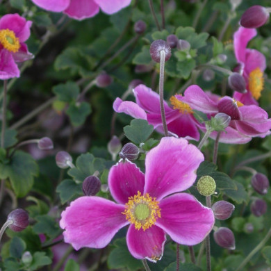 Anemone hupehensis 'Splendens'