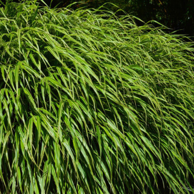 Hakonechloa macra 'Aureola'