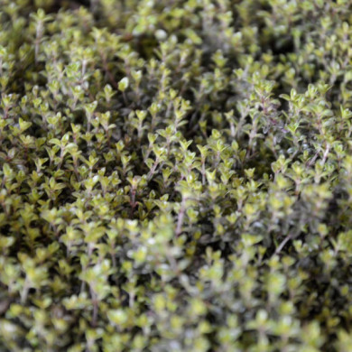 Thymus praecox 'Red Carpet'