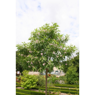 Chiltalpa tashkentensis 'Summer Bells®''