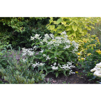Hydrangea paniculata Prim'White® dolprim