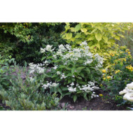 Hydrangea paniculata Prim'White® dolprim