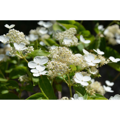 Hydrangea paniculata Prim'White® dolprim