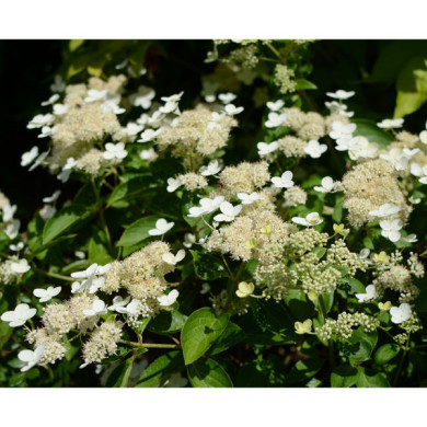 Hydrangea paniculata Prim'White® dolprim