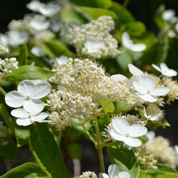 Hydrangea paniculata Prim'White® dolprim