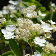 Hydrangea paniculata Prim'White® dolprim