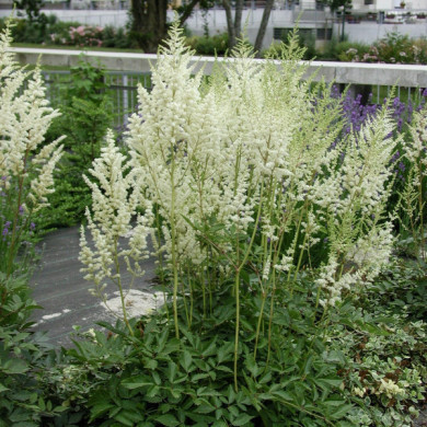 Astilbe 'Weisse Gloria'
