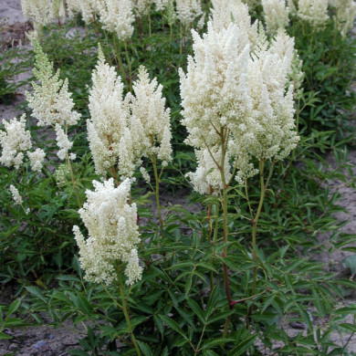 Astilbe 'Weisse Gloria'