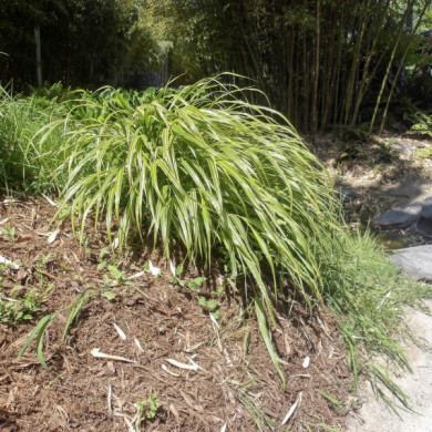 Hakonechloa macra 'Aureola'