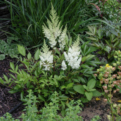 Astilbe 'Weisse Gloria'