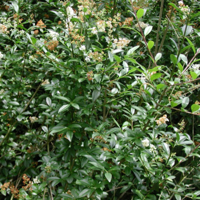 Ligustrum vulgare