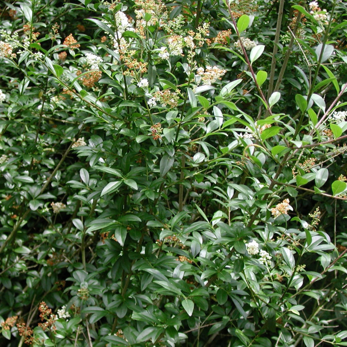 Ligustrum vulgare