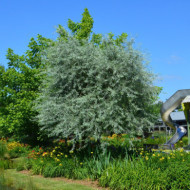 Elaeagnus angustifolia