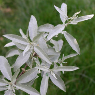 Elaeagnus angustifolia