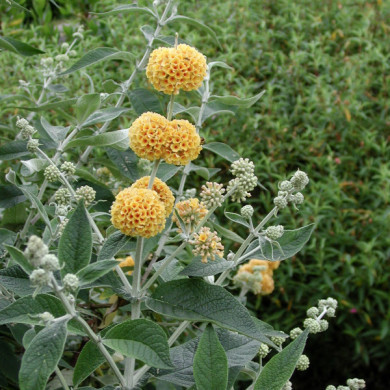 Buddleja x weyeriana 'Sungold'