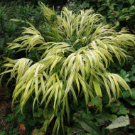 Hakonechloa macra 'Aureola'