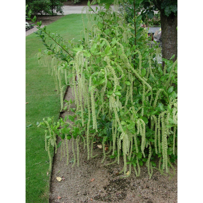 Itea ilicifolia