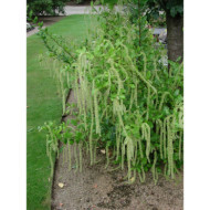 Itea ilicifolia