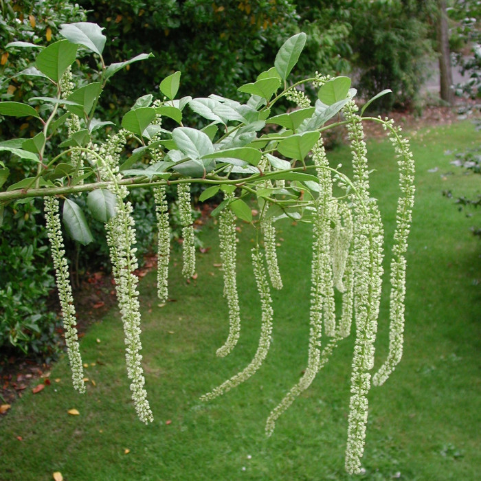 Itea ilicifolia