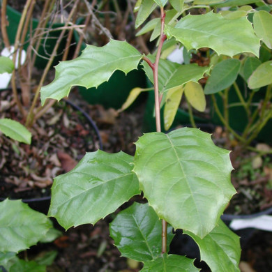 Itea ilicifolia