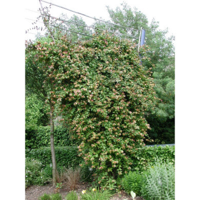 Lonicera japonica var. chinensis