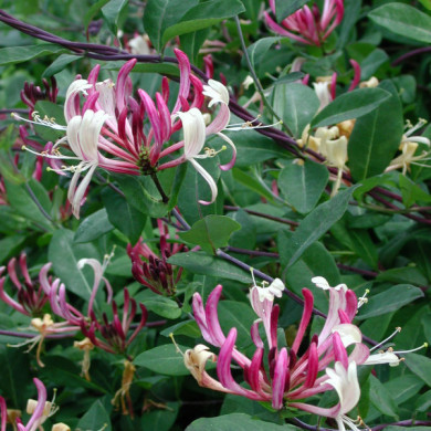 Lonicera japonica var. chinensis