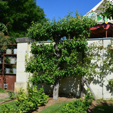 Poirier 'Conférence'