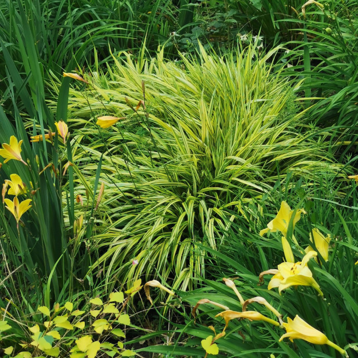 Hakonechloa macra 'Aureola'