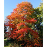 Nyssa sylvatica