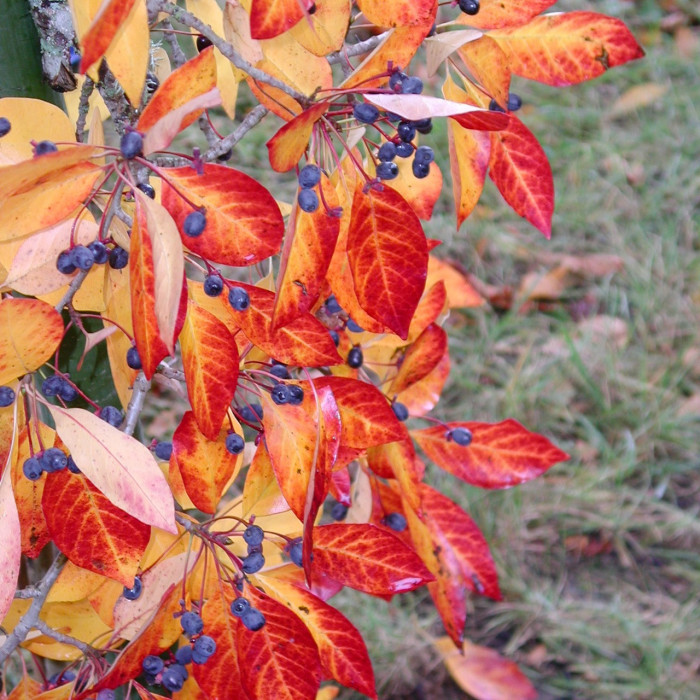 Nyssa sylvatica