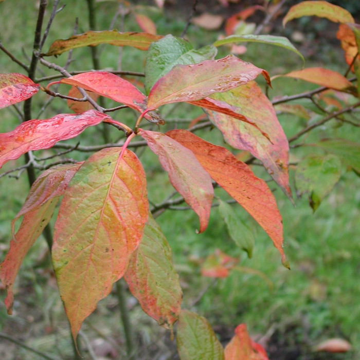 Nyssa sylvatica