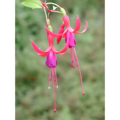 Fuchsia 'Genii'
