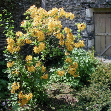Azalea mollis 'Golden Sunset'