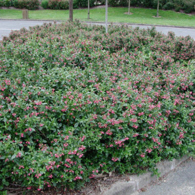 Escallonia 'Donard Radiance'