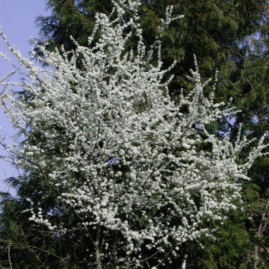 Prunus spinosa