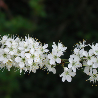 Prunus spinosa