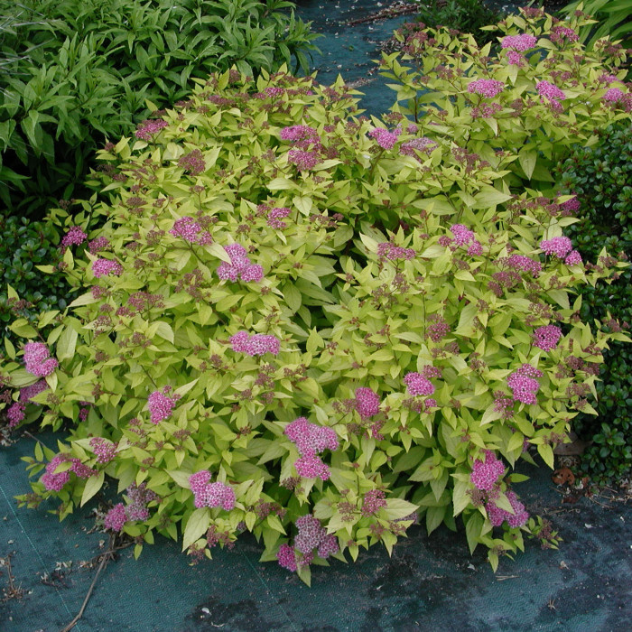 Spiraea japonica 'Goldmound'