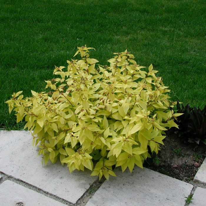 Spiraea japonica 'Goldmound'