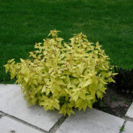 Spiraea japonica 'Goldmound'