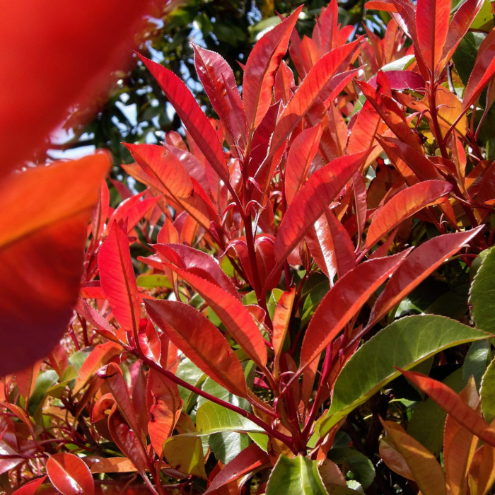 Photinia x fraseri 'Little Red Robin'