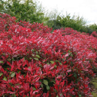 Photinia x fraseri 'Little Red Robin'