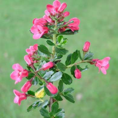 Escallonia 'Donard Radiance'