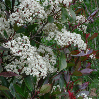 Photinia x fraseri 'Little Red Robin'
