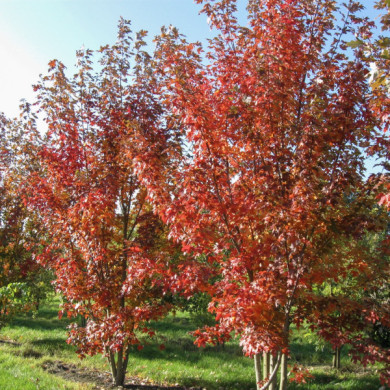 Acer rubrum Red Sunset® Franksred